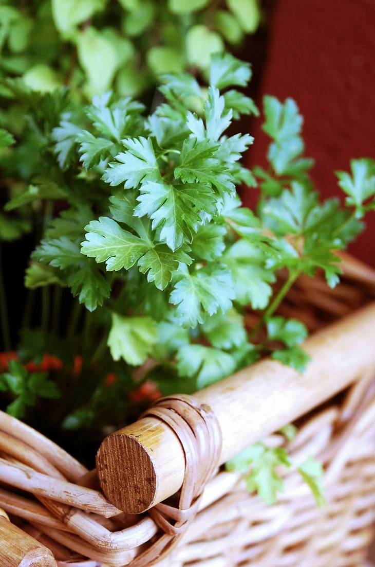 Conseils pour Garder vos Herbes Aromatiques Fraîches Plus Longtemps