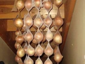 Conserver les oignons plus longtemps