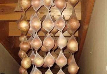 Conserver les oignons plus longtemps