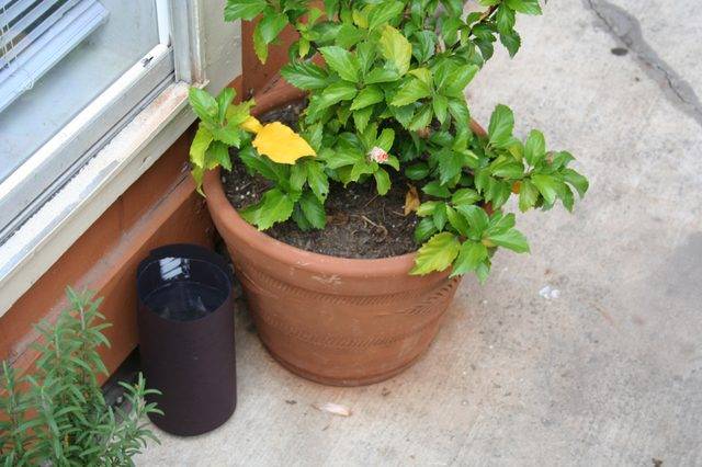 Piège à moustiques écolo DIY