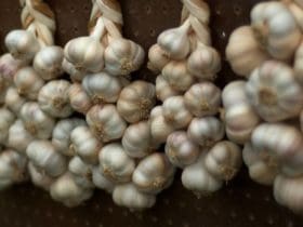 Conserver l’ail