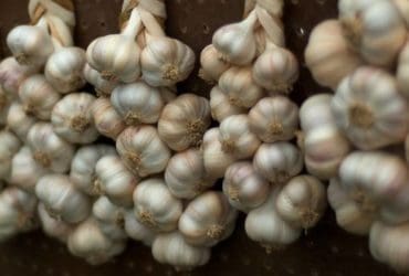 Conserver l’ail