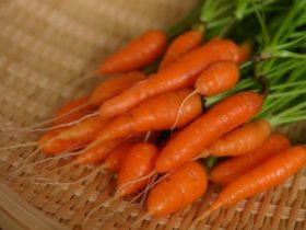Les atouts de la carotte