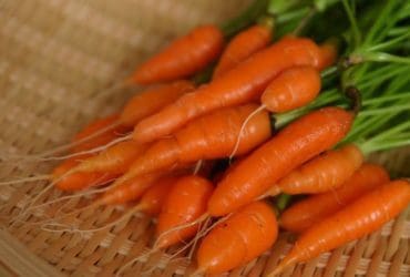 Les atouts de la carotte