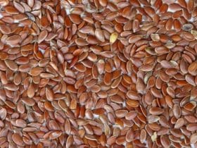 Bienfaits et utilisation des graines de lin