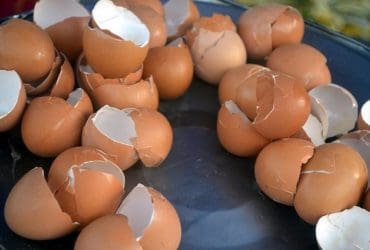 Utilisations des coquilles d'oeufs dans le jardin