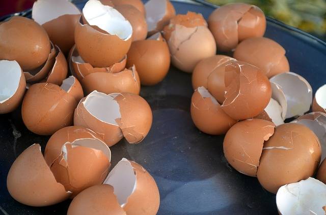 Utilisations des coquilles d'oeufs dans le jardin