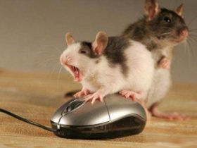 Répulsifs contre les souris
