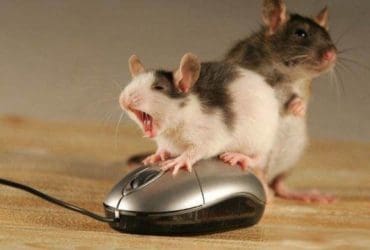Répulsifs contre les souris