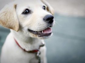 Spray anti-puce pour chiens