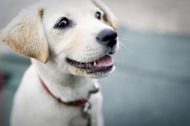 Spray anti-puce pour chiens