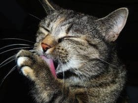 Remède naturel contre les puces et les tiques pour chat