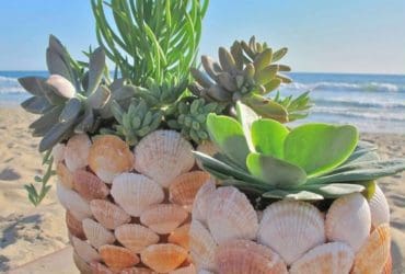 Pots de fleurs en coquillages