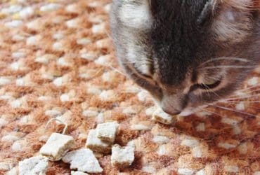 Friandises pour chat faites maison