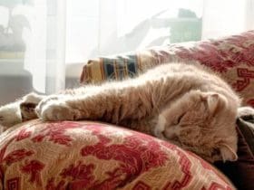 Lutter contre les puces à la maison