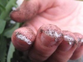 Protéger les ongles avant de jardiner