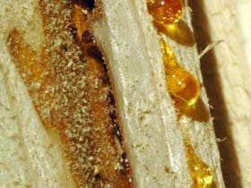 Enlever une tache de résine ou de sève d'arbre