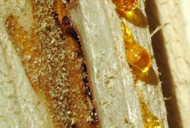 Enlever une tache de résine ou de sève d'arbre