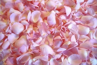 Eau de rose faite-maison