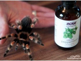 Répulsif anti-araignées aux huiles essentielles