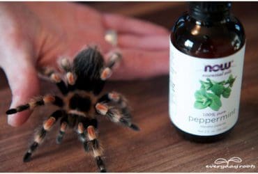 Répulsif anti-araignées aux huiles essentielles