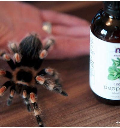 Répulsif anti-araignées aux huiles essentielles