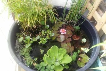 Lutter contre les algues vertes dans un bassin d'eau