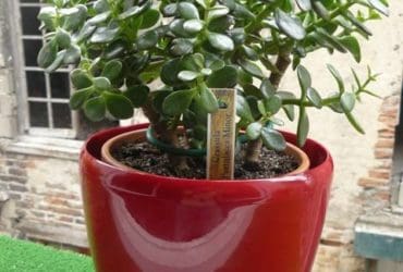 Quelles plantes choisir quand on n'a pas la main verte