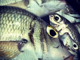 Redonner sa fraîcheur à un poisson surgelé