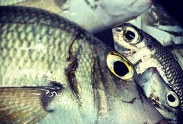 Redonner sa fraîcheur à un poisson surgelé