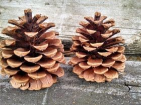 Désinfecter les pommes de pin