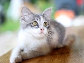 Lutter contre les boules de poils chez le chat