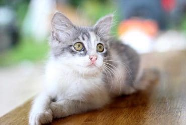 Lutter contre les boules de poils chez le chat