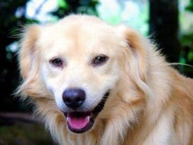 Lutter contre la mauvaise haleine du chien