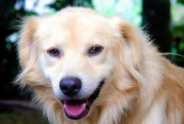 Lutter contre la mauvaise haleine du chien