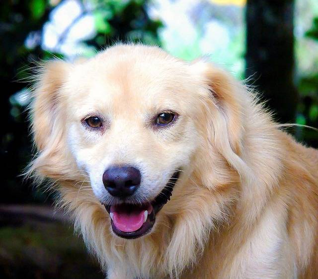 Lutter contre la mauvaise haleine du chien