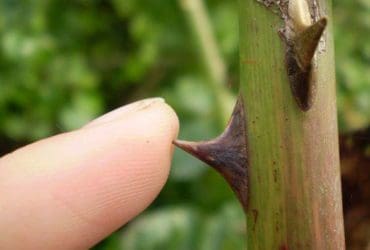Retirer une épine du pied ou de la main