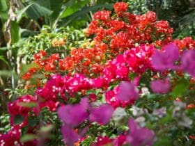 Insecticide naturel au savon noir