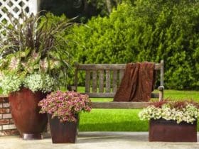 Astuce secrète pour obtenir de magnifiques pots de fleurs