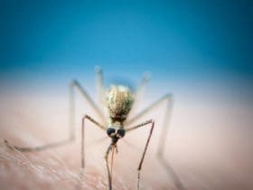 Remèdes naturels pour soigner les piqûres de moustique