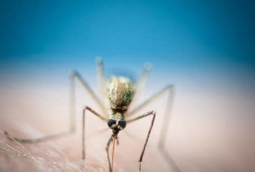 Remèdes naturels pour soigner les piqûres de moustique