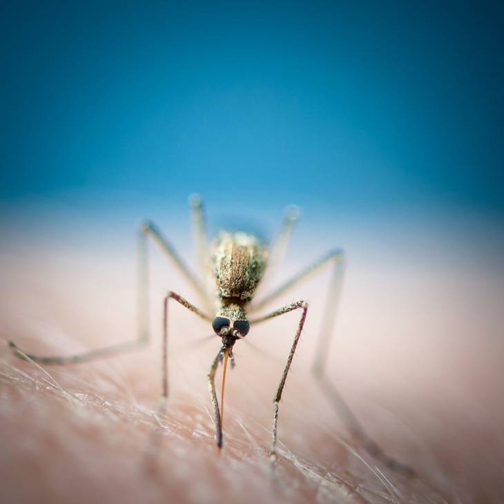 Remèdes naturels pour soigner les piqûres de moustique