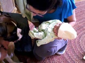 Comment préparer votre animal de compagnie à l'arrivé de votre bébé