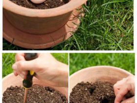 Pourquoi faut-il planter un œuf cru dans vos pots de fleurs