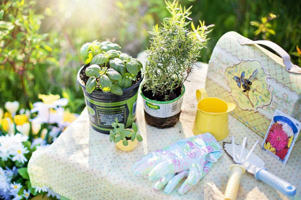 Quelles fleurs planter au mois de Juin