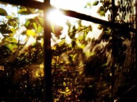 Les bienfaits du soleil