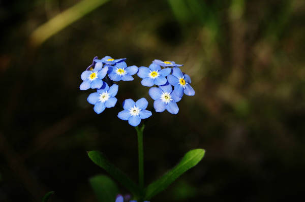 fleur de myosotis