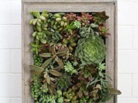 Fabriquer un jardin suspendu pour plantes grasses