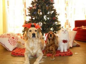 Conseils pour Protéger le Sapin de Noël de Votre Chat et Chien