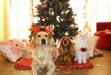 Conseils pour Protéger le Sapin de Noël de Votre Chat et Chien